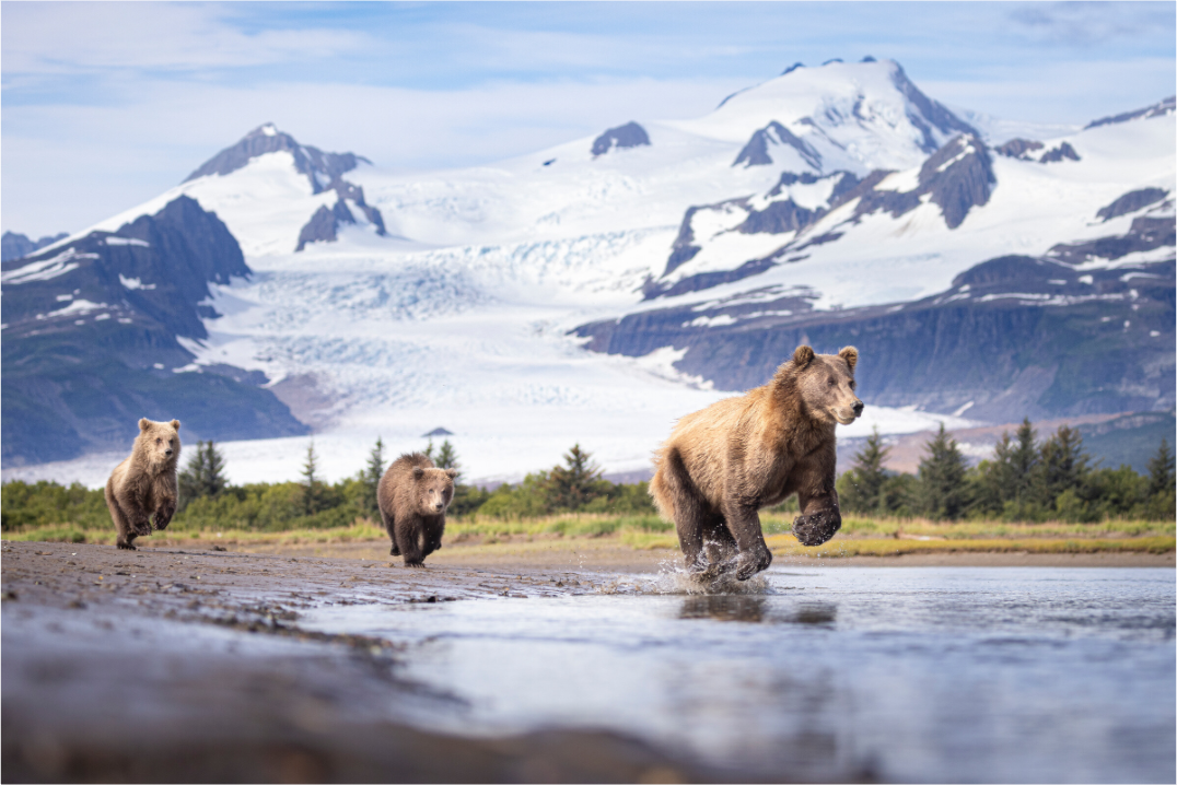 Main image Coastal Brown Bear Family Dashing Through Katmai National Park