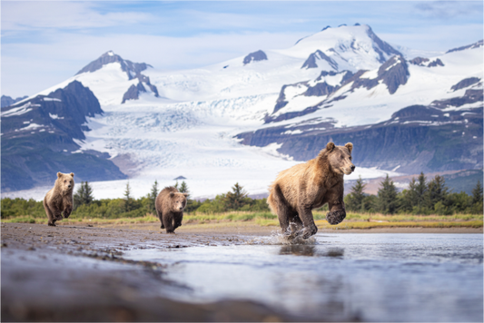 Main image Coastal Brown Bear Family Dashing Through Katmai National Park
