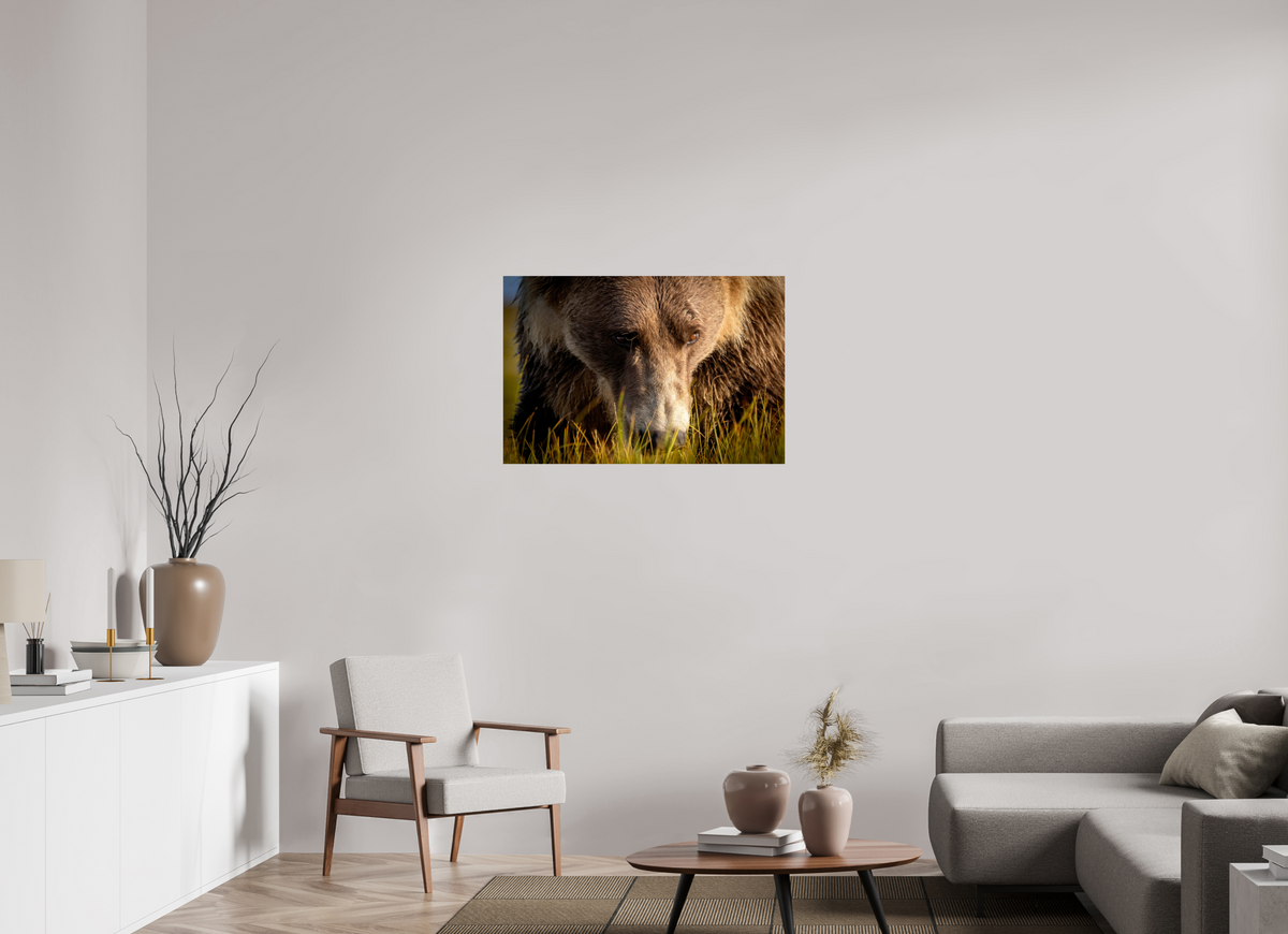 36 x 24″, Photo Print On Fuji Crystal DP II The Brown Bear's Gaze