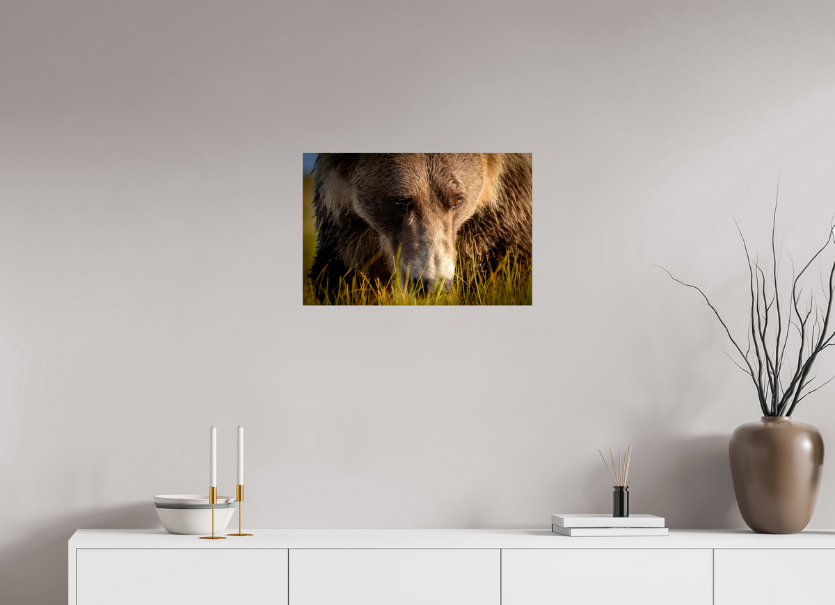 24 x 16″, Photo Print On Fuji Crystal DP II The Brown Bear's Gaze