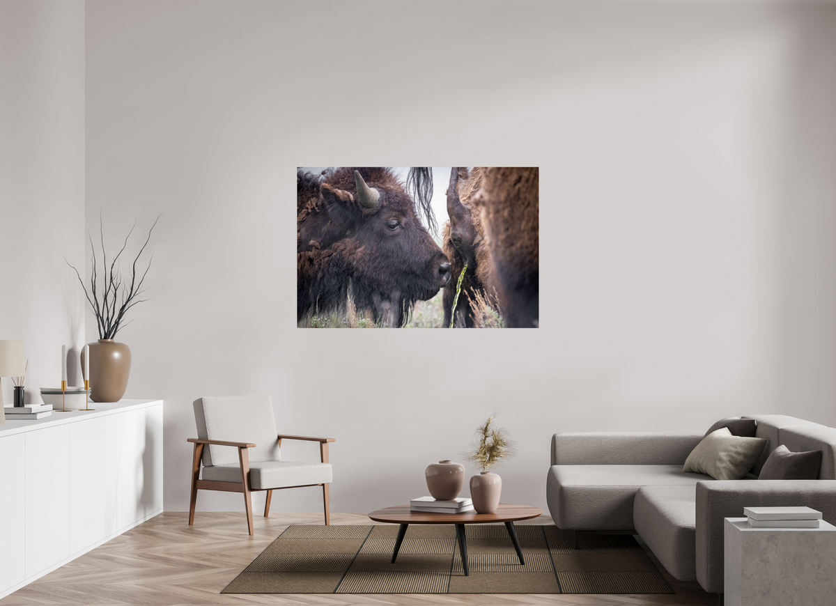 60 x 40″, Photo Print On Fuji Crystal DP II The Bison Consumes