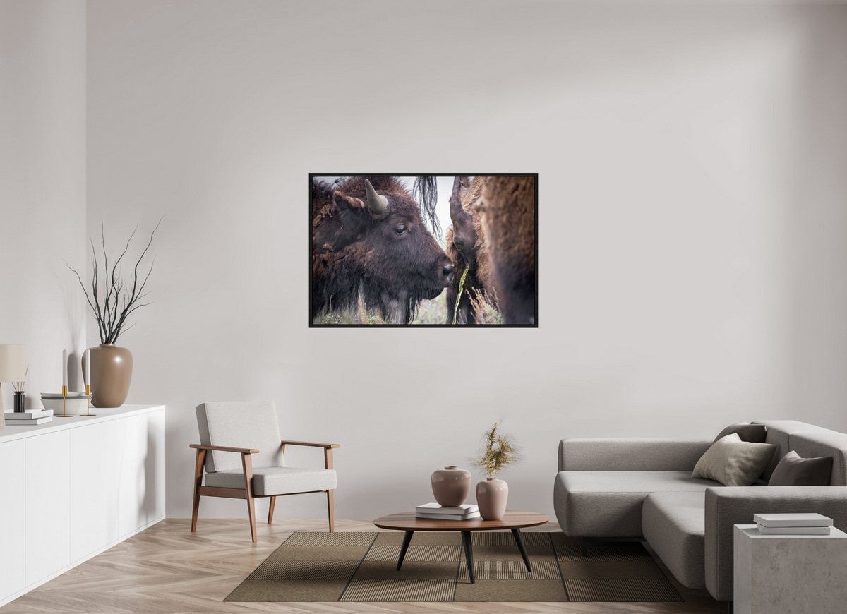 54 x 36″, Floater Frame The Bison Consumes