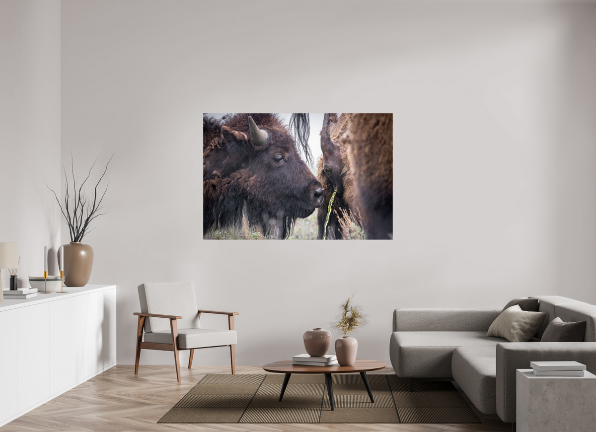 66 x 44″, Photo Print On Fuji Crystal DP II The Bison Consumes