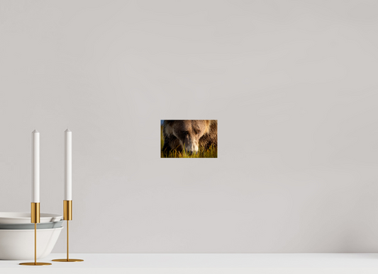 6 x 4″, Photo Print Under Acrylic Glass The Brown Bear's Gaze