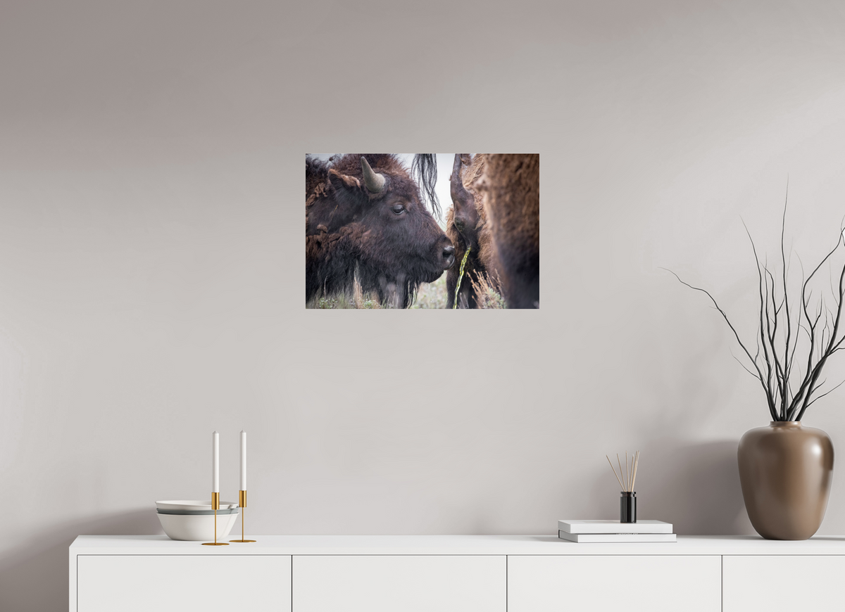 24 x 16″, Photo Print Under Acrylic Glass The Bison Consumes