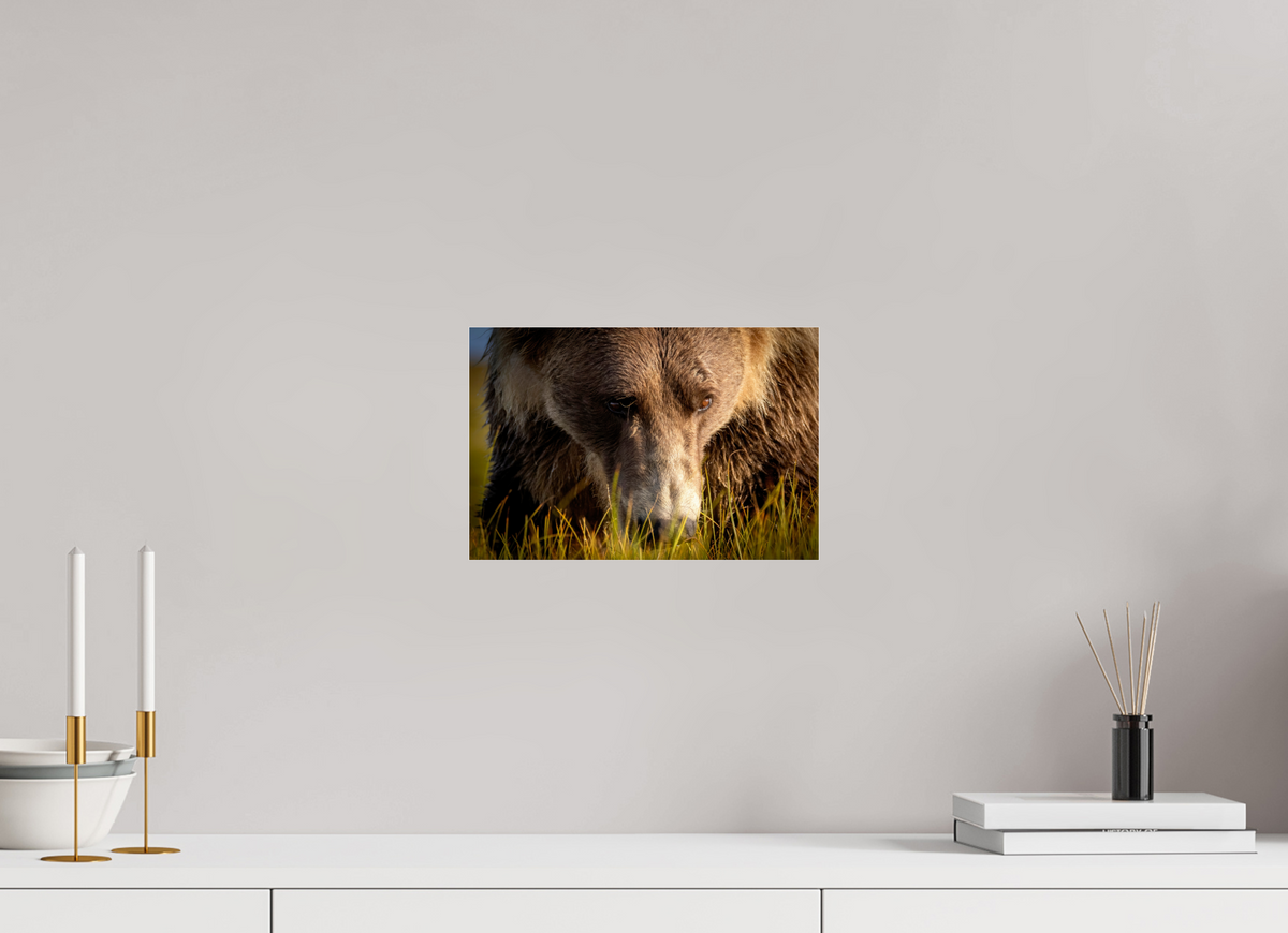 12 x 8″, Photo Print Under Acrylic Glass The Brown Bear's Gaze