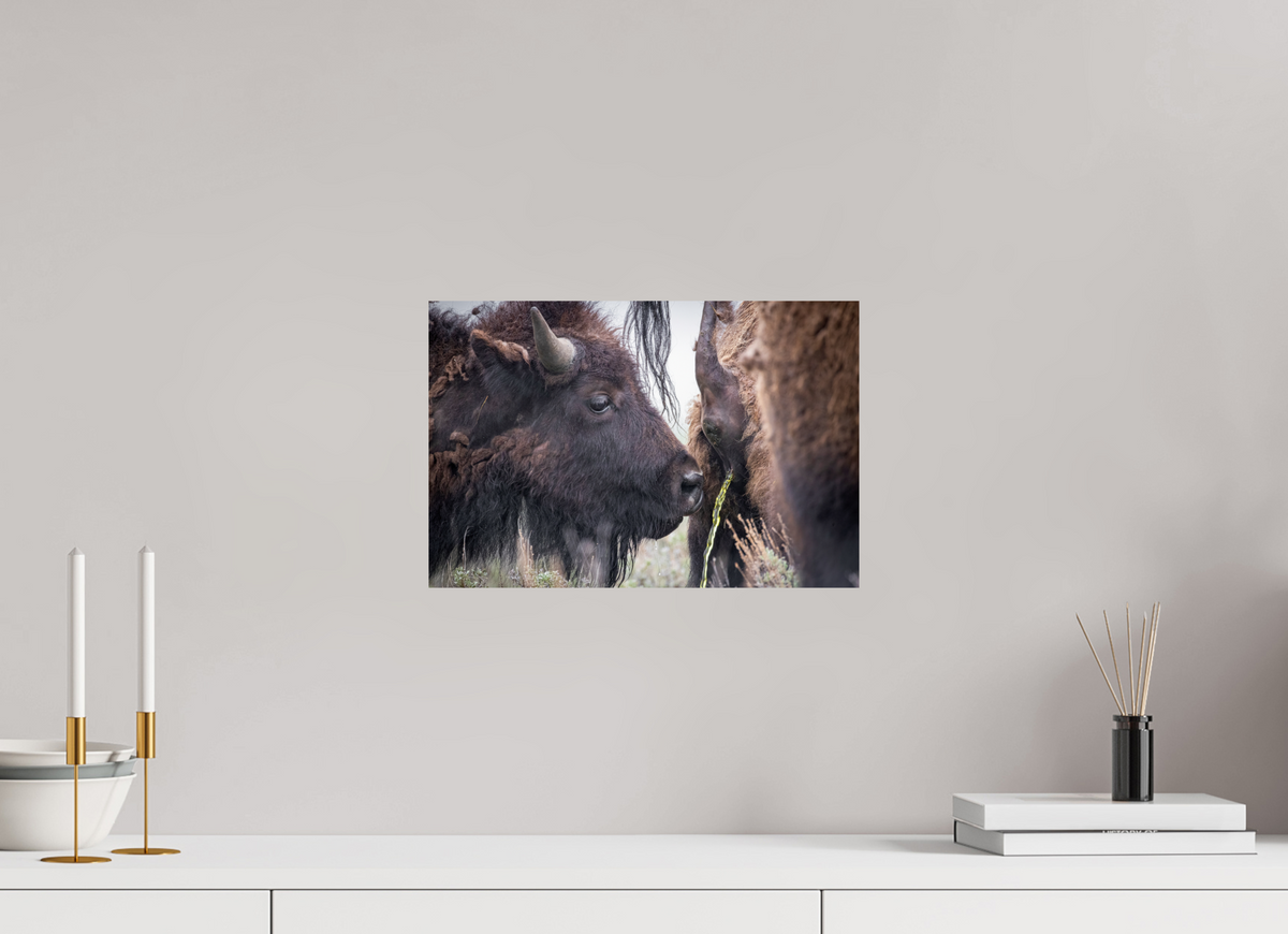 15 x 10″, Photo Print On Fuji Crystal DP II The Bison Consumes