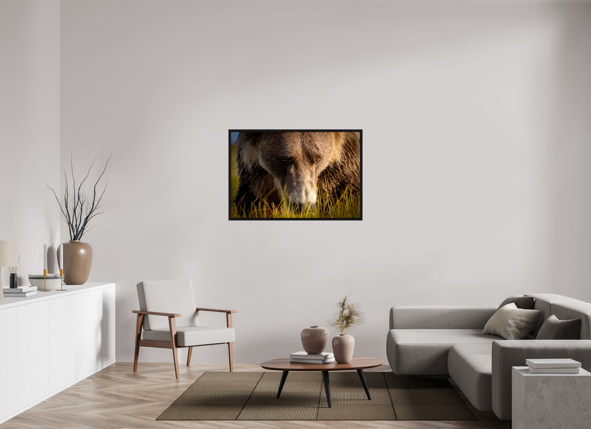 45 x 30″, Floater Frame The Brown Bear's Gaze