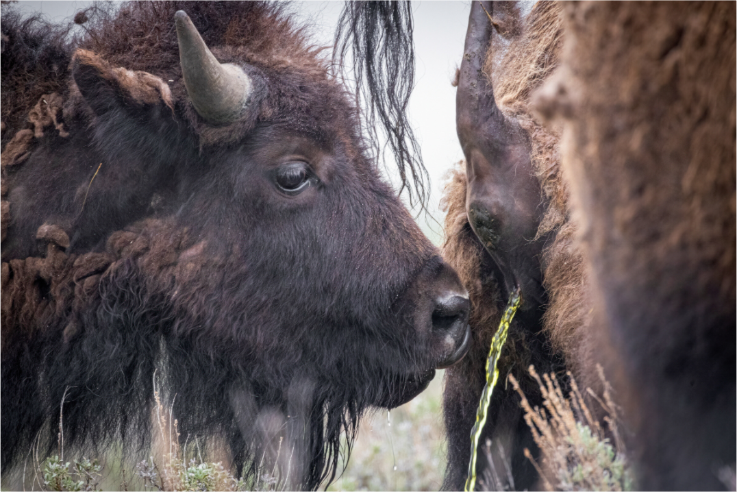 Main image The Bison Consumes