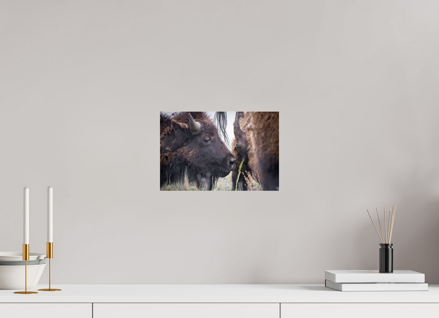 12 x 8″, Photo Print Under Acrylic Glass The Bison Consumes