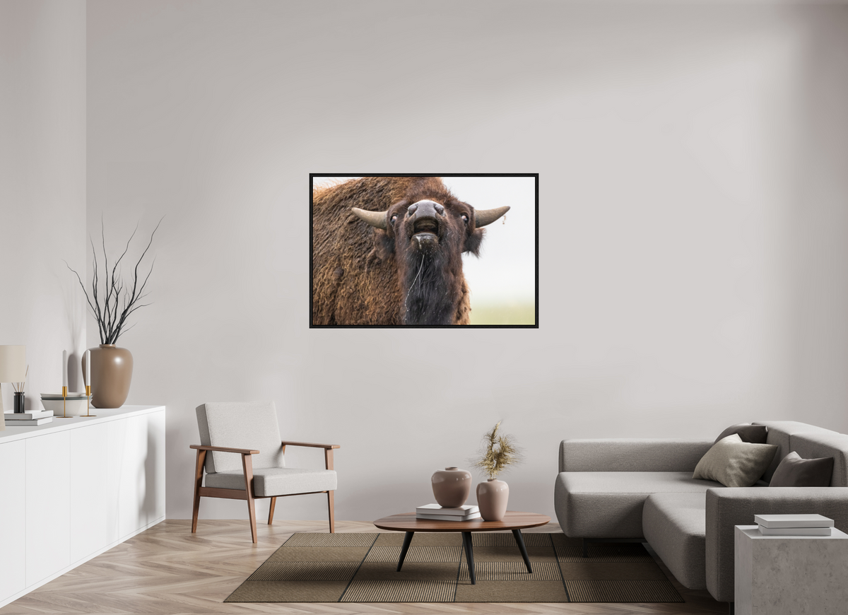 54 x 36″, Floater Frame The Bison Reacts