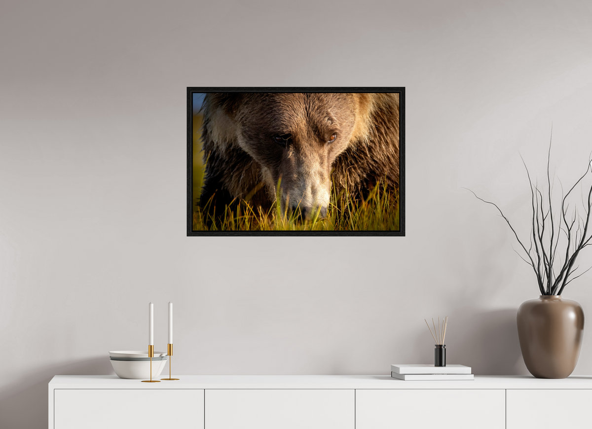 30 x 20″, Floater Frame The Brown Bear's Gaze