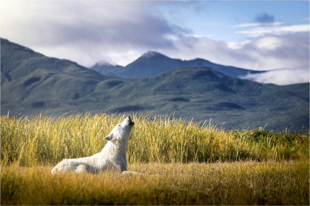 Main image The Call of the White Wolf