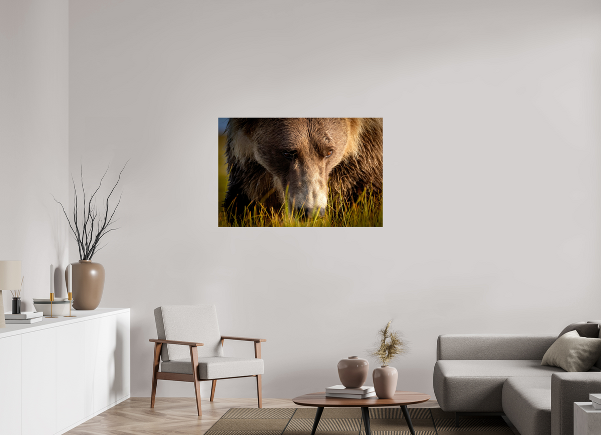 45 x 30″, Photo Print On Fuji Crystal DP II The Brown Bear's Gaze