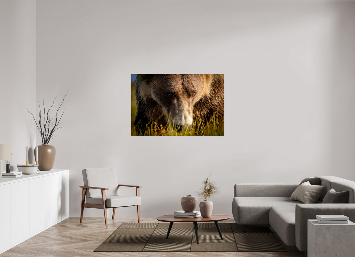 54 x 36″, Photo Print Under Acrylic Glass The Brown Bear's Gaze