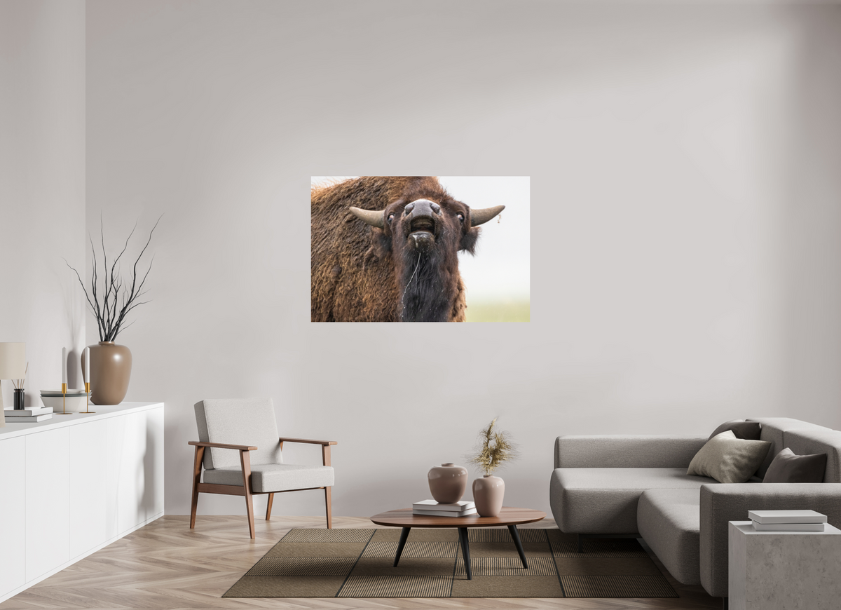 54 x 36″, Photo Print On Fuji Crystal DP II The Bison Reacts