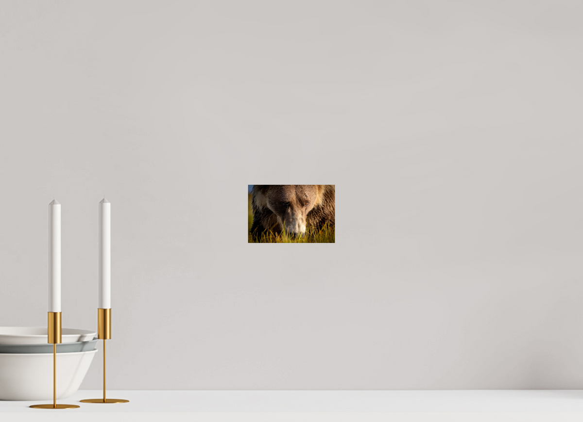 6 x 4″, Photo Print On Fuji Crystal DP II The Brown Bear's Gaze