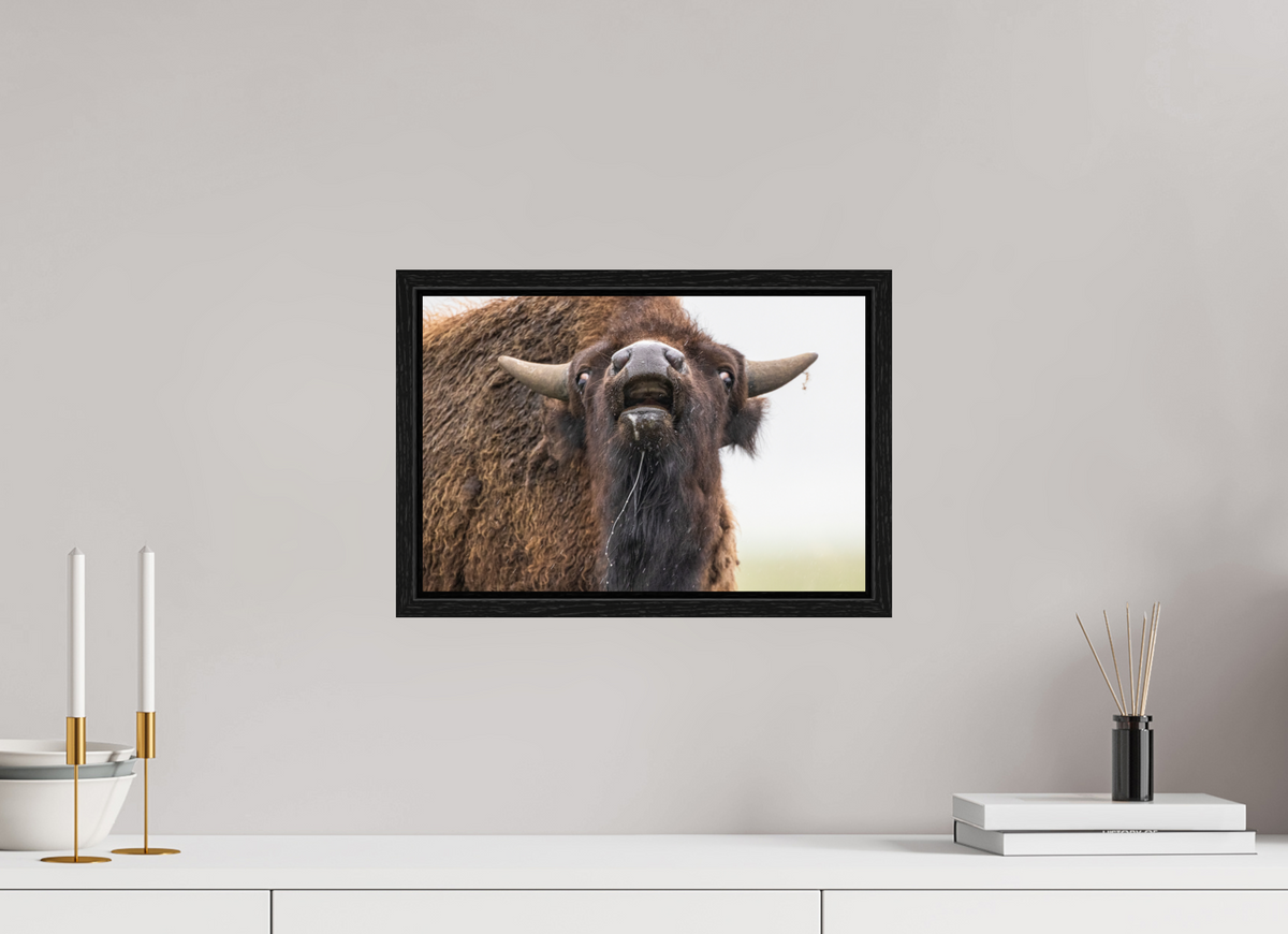 15 x 10″, Floater Frame The Bison Reacts