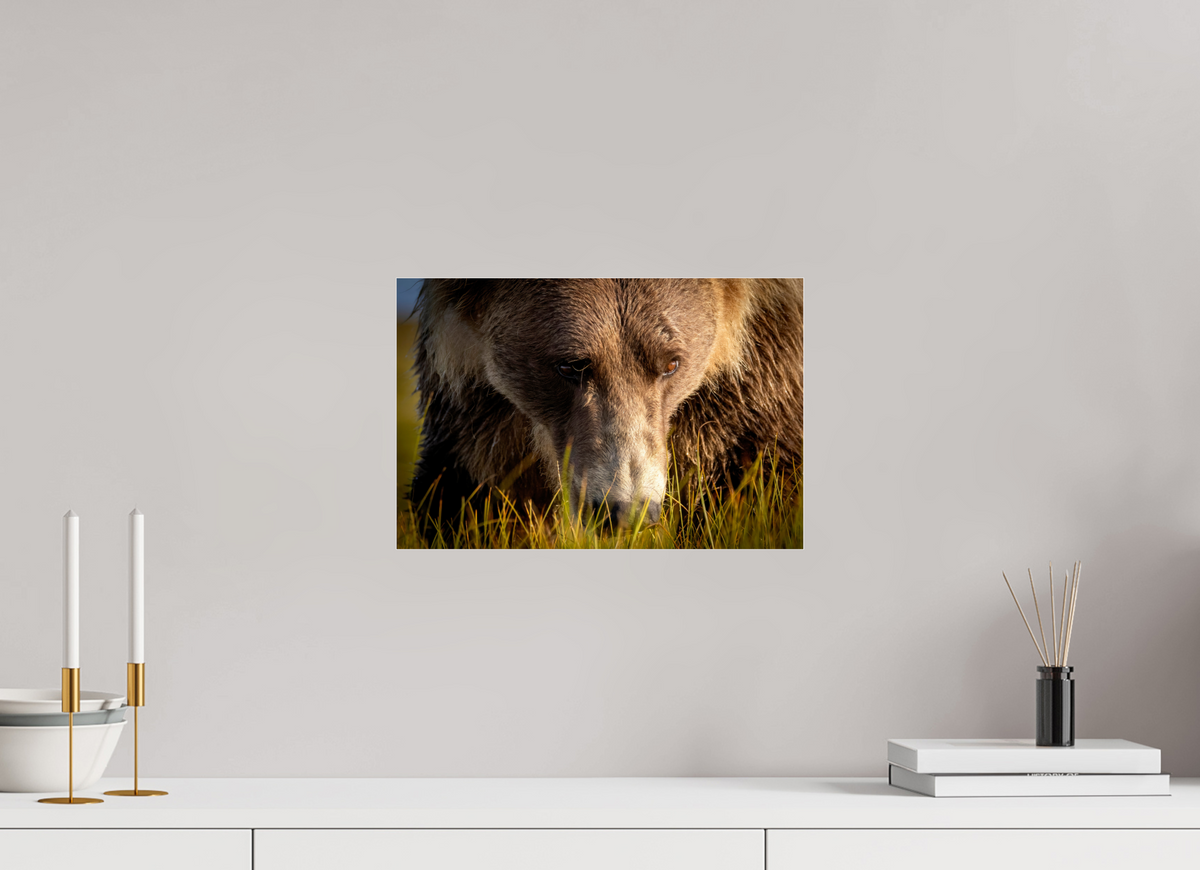 15 x 10″, Photo Print Under Acrylic Glass The Brown Bear's Gaze