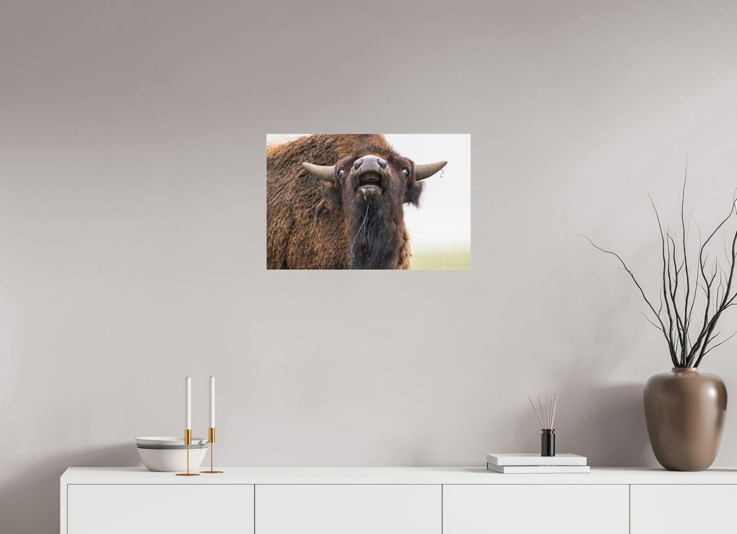 24 x 16″, Photo Print Under Acrylic Glass The Bison Reacts