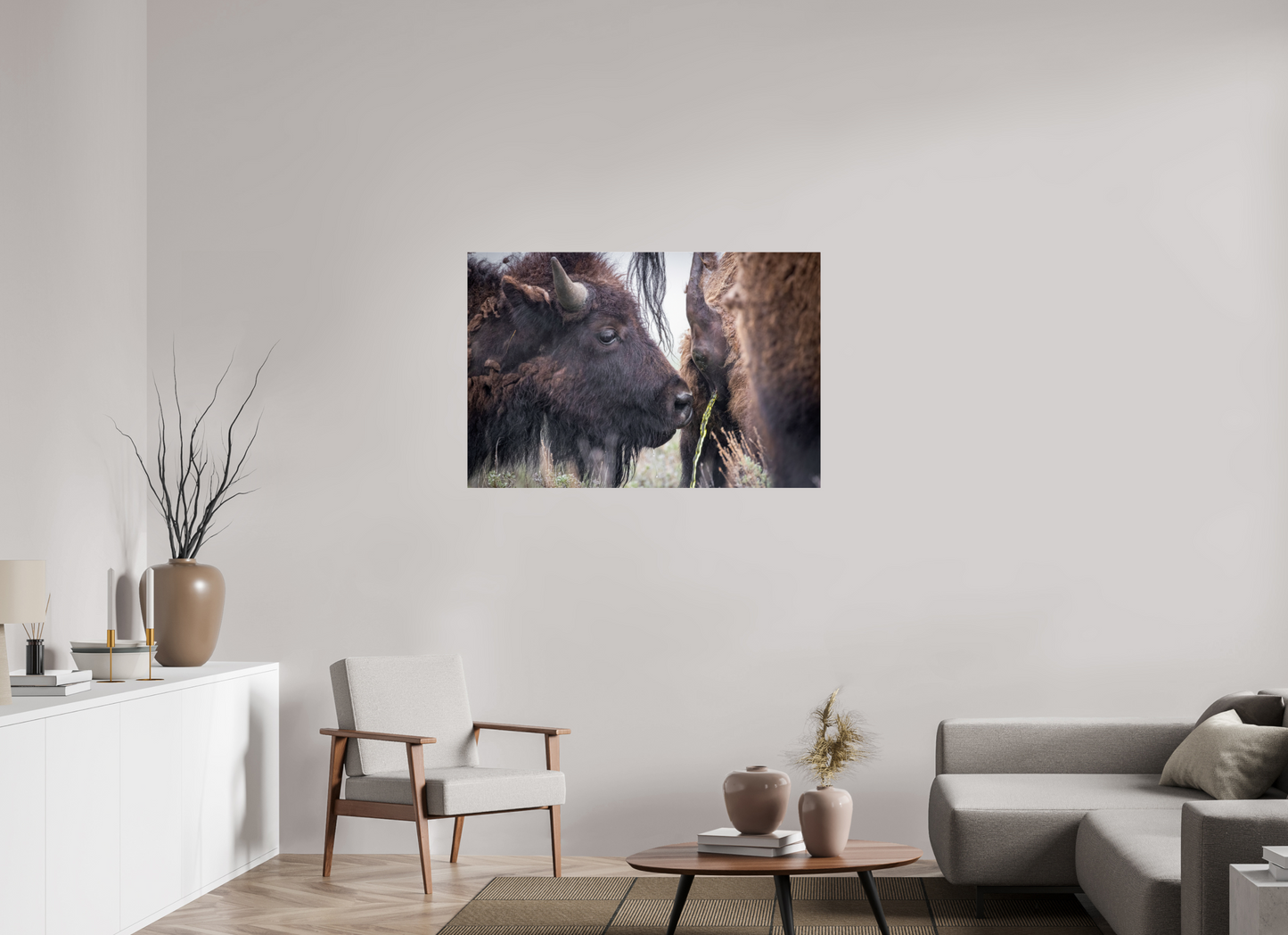 45 x 30″, Photo Print Under Acrylic Glass The Bison Consumes