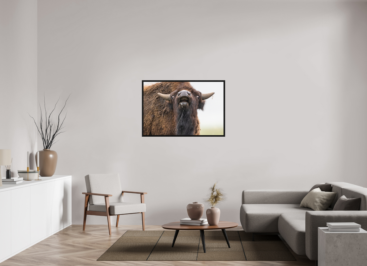 45 x 30″, Floater Frame The Bison Reacts