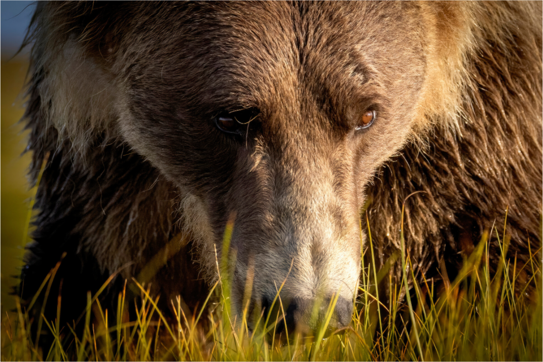 Main image The Brown Bear's Gaze
