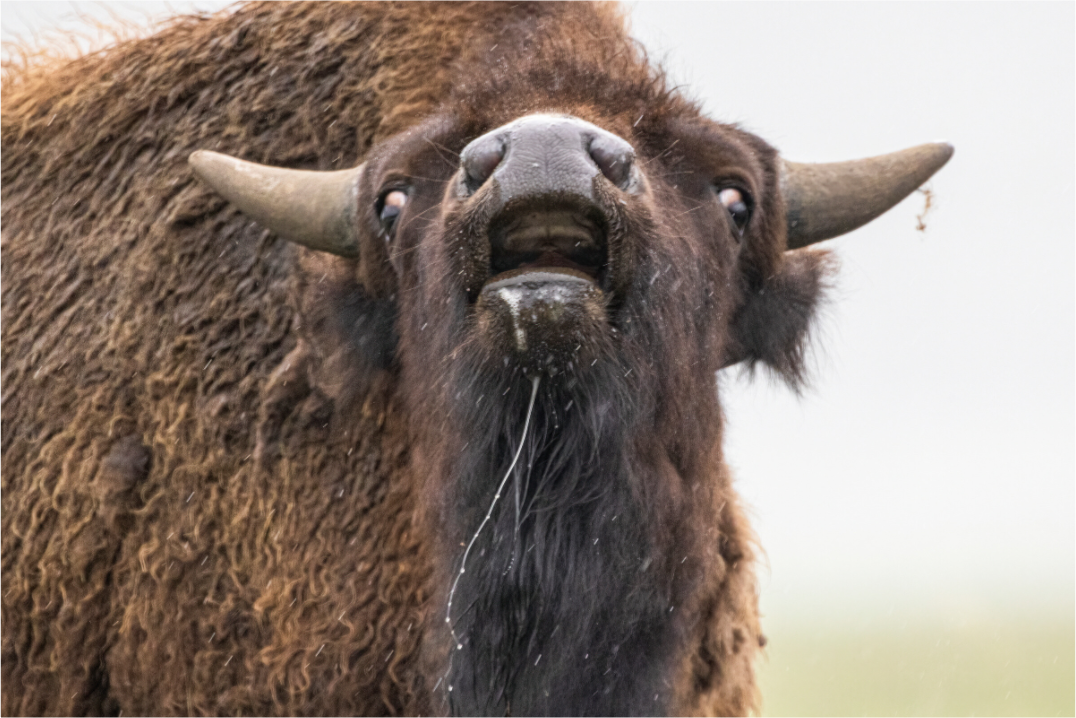 Main image The Bison Reacts