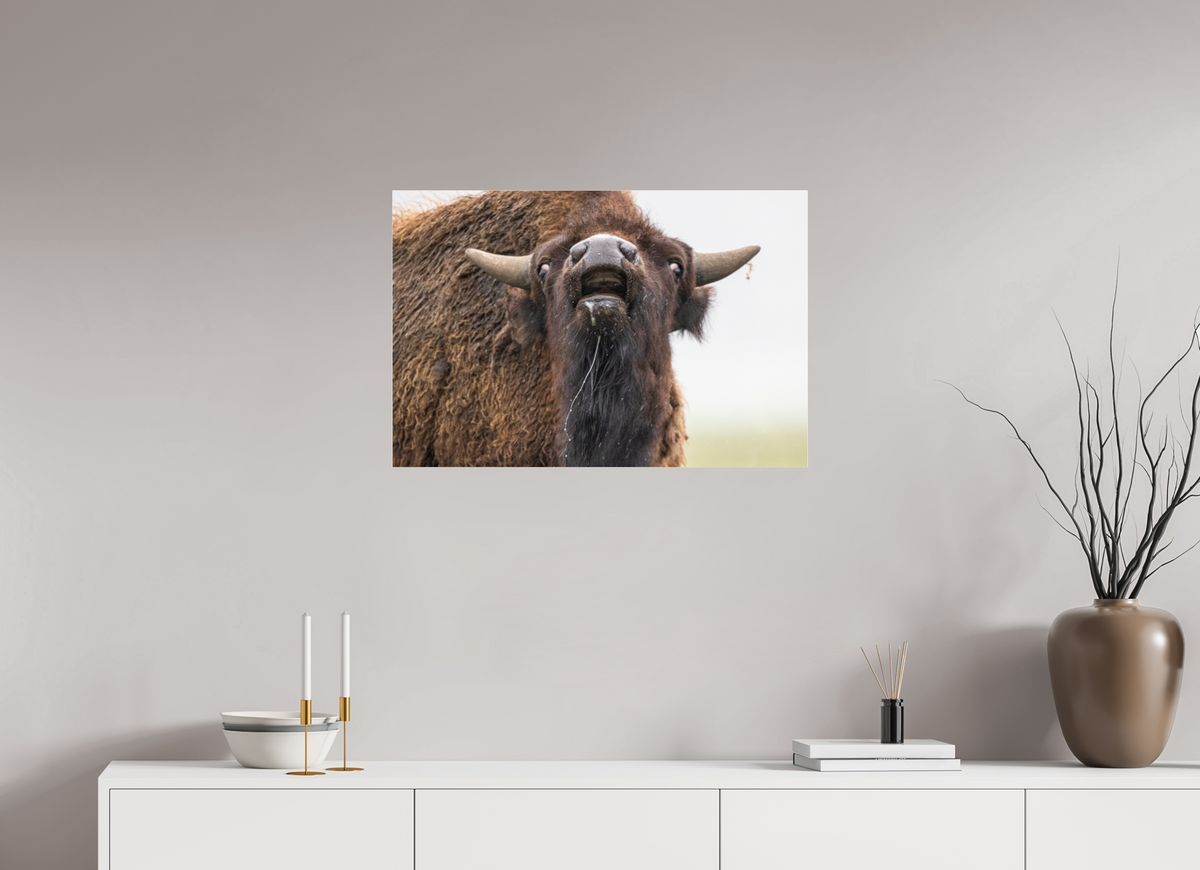 30 x 20″, Photo Print Under Acrylic Glass The Bison Reacts