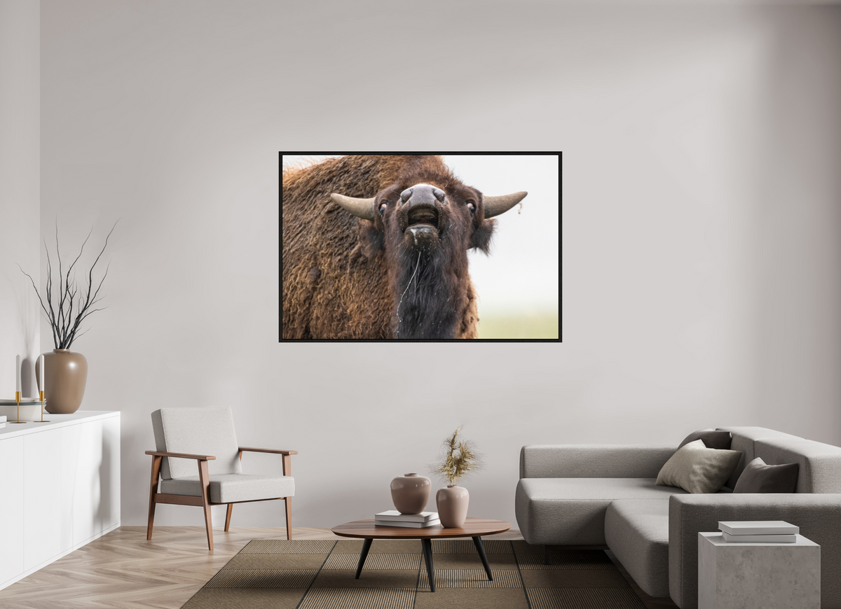 66 x 44″, Floater Frame The Bison Reacts
