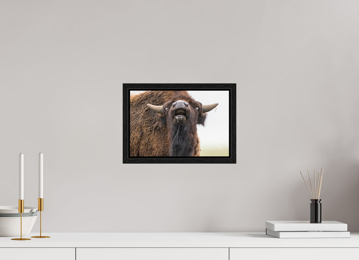 12 x 8″, Floater Frame The Bison Reacts