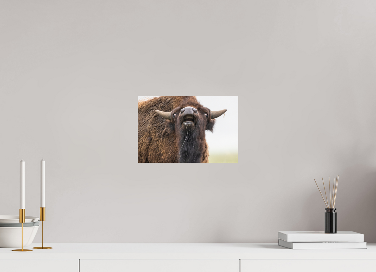 12 x 8″, Photo Print On Fuji Crystal DP II The Bison Reacts