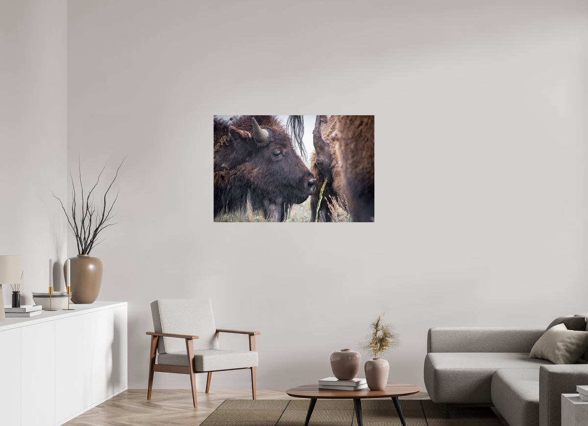 45 x 30″, Photo Print On Fuji Crystal DP II The Bison Consumes