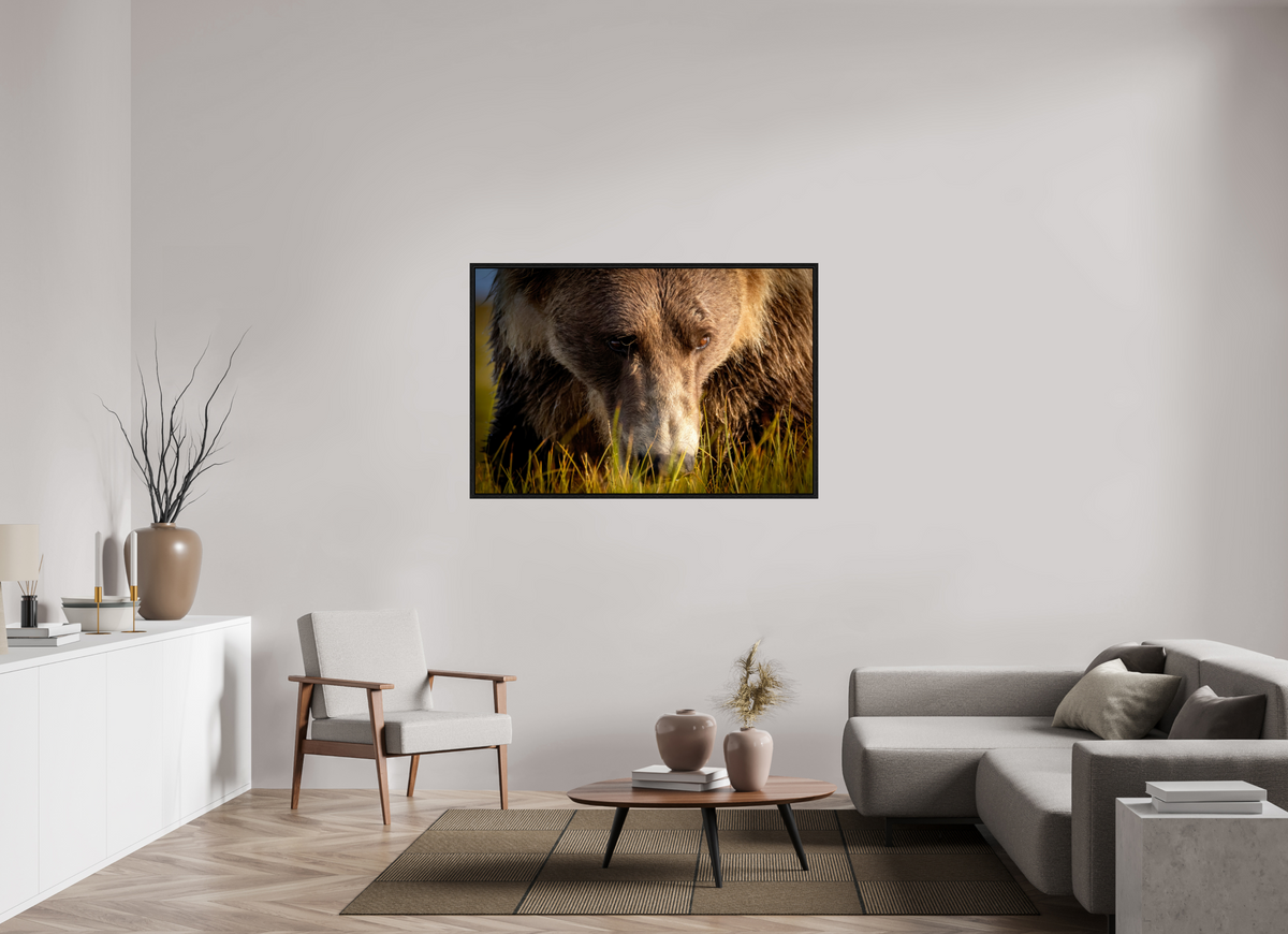 54 x 36″, Floater Frame The Brown Bear's Gaze