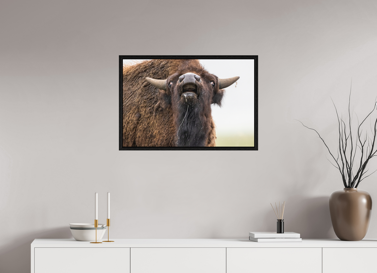 30 x 20″, Floater Frame The Bison Reacts